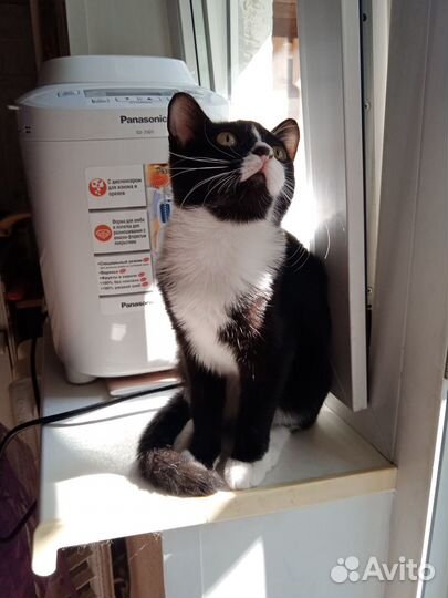 Дюма в поисках счастья