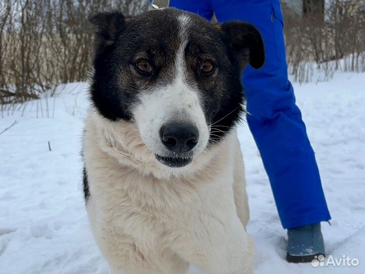 Собака три О