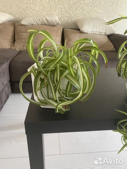 Домашние растения