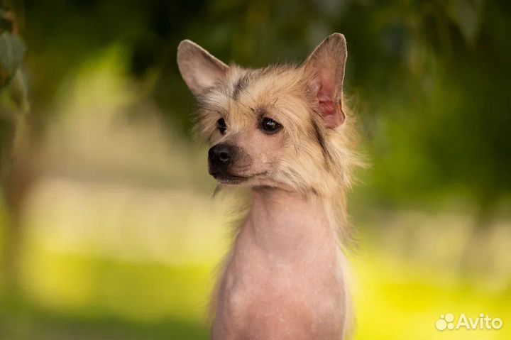 Китайская хохлатая собака мальчик