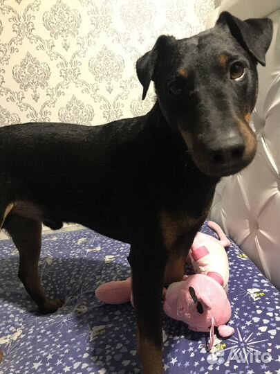 Ягдтерьер вязка