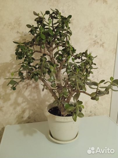 Толстянка, денежное дерево, крассула