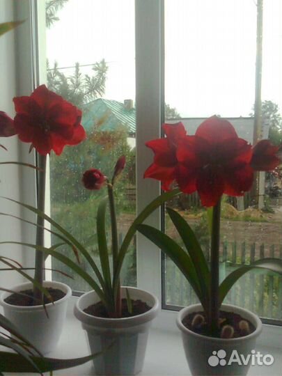 Гиппиаструм