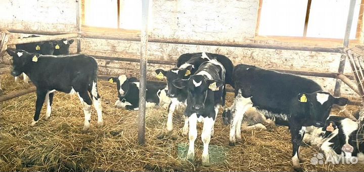 Бычки и телки