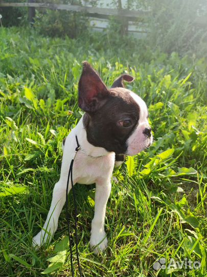 Бостон терьер мальчик