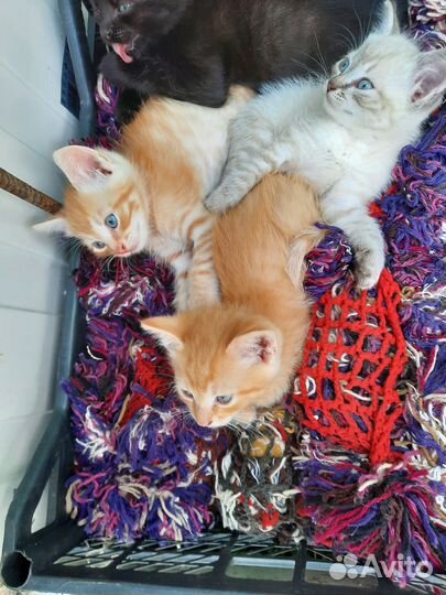 Отдам котят бесплатно