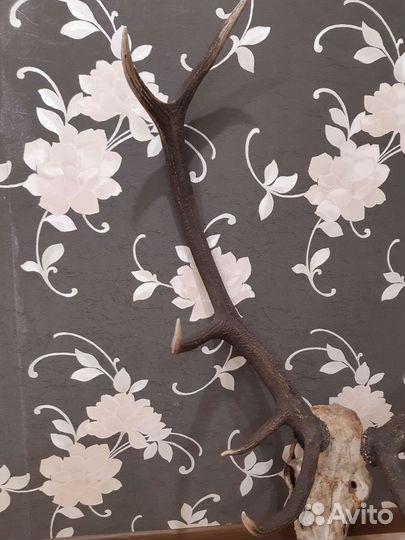 Рога благородного оленя