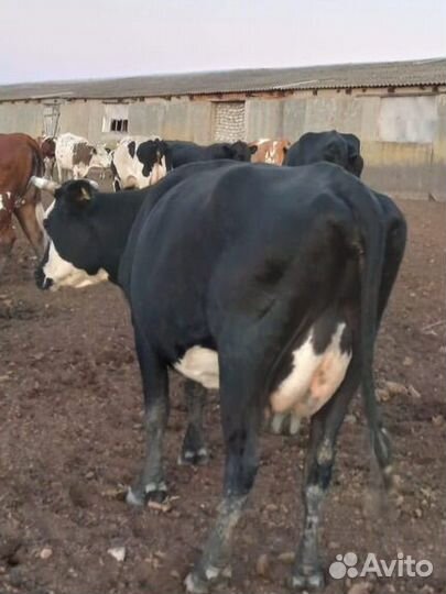 Коровы дойные