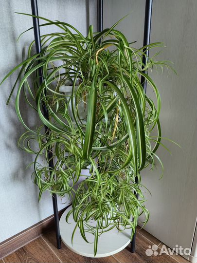 Хлорофитумы разные