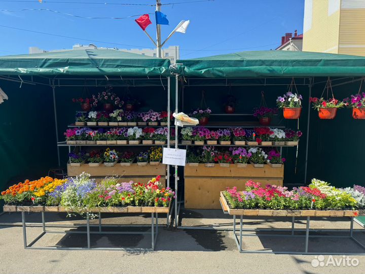 Рассада цветов