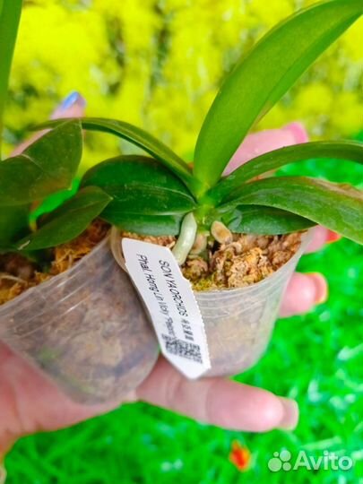 Орхидея фаленопсис бабочка