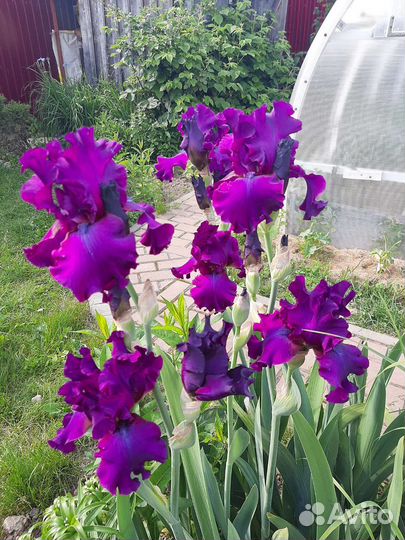 Ирис бородатый сортовой