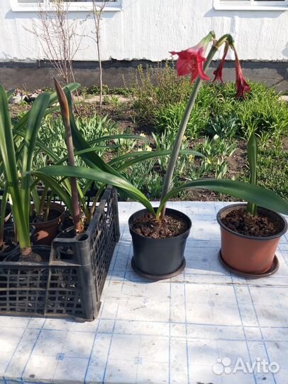 Гиппеаструм