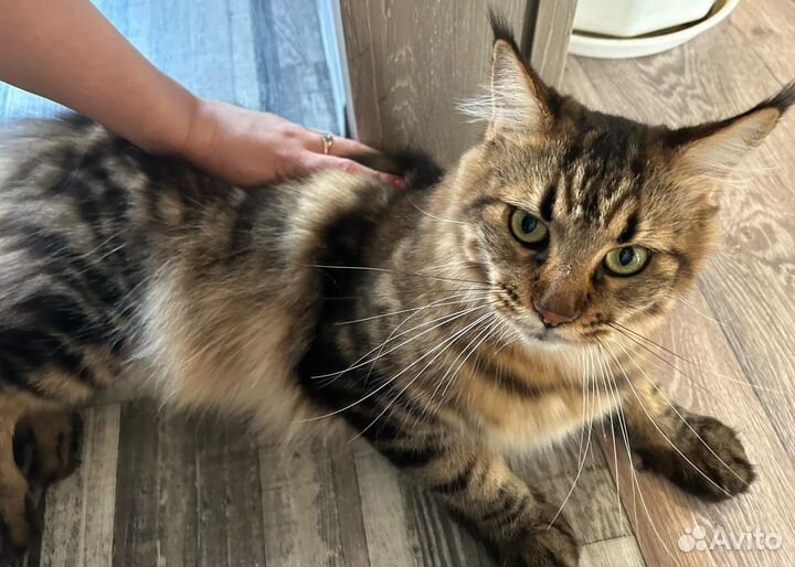 Кошки мейн-кун