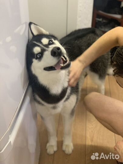 Хаски вязка с документами