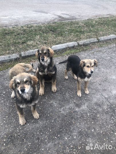 Мальчики Щенки в добрые руки