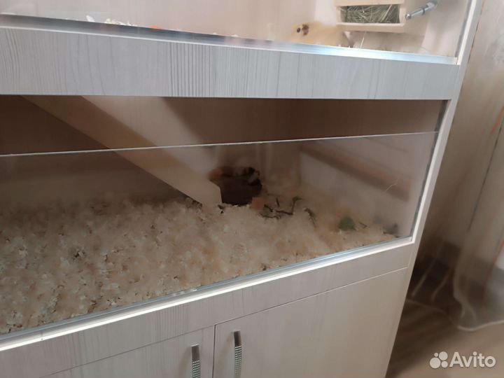 Морских свинка вязка