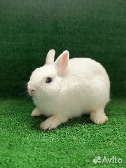 Чистопородные Гермелины