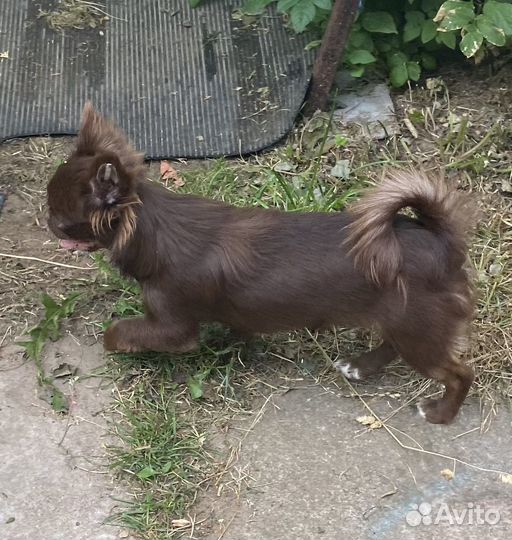 Подрощенные девочки чихуахуа продажа