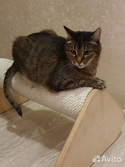 Домашняя передержка кошек