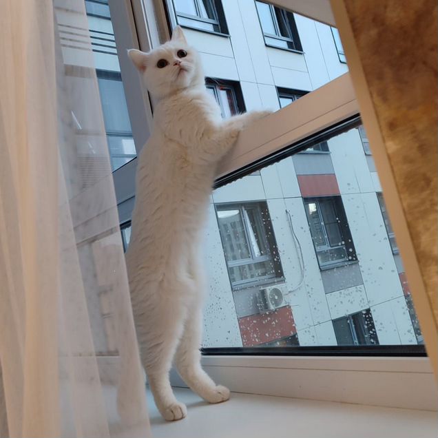Шотландская вислоухая короткошёрстная, взрослая кошка