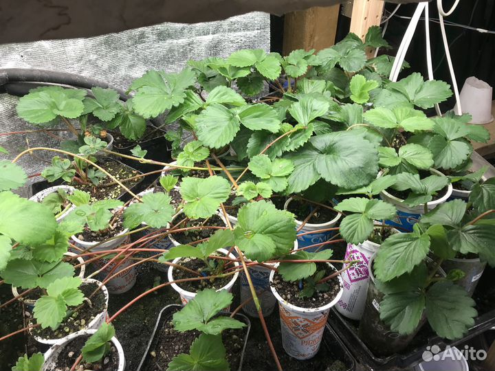 Рассада клубники