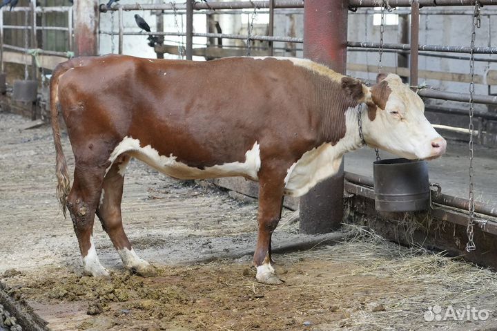 Телки Герефорд класса класса элита и элита-рекорд