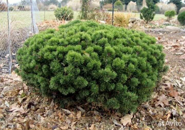 Сосна горная Пумилио