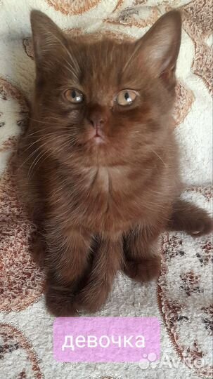 Шотладские котята