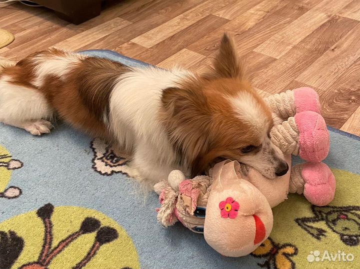 Передержка собак и кошек