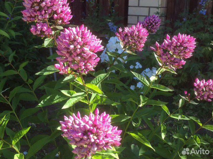 Флокс Бутоник