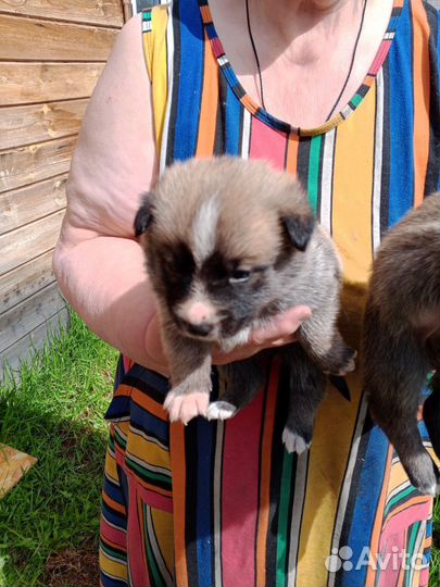 Щенки в добрые руки