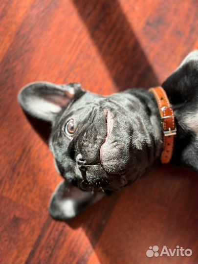 Французский бульдог