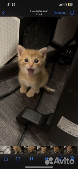 Котенок мальчик