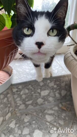 Погибают кошки