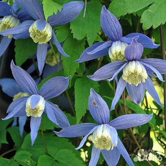 Семена многолетних расстений