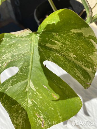 Комнатные цветы Монстера alba вариагатная
