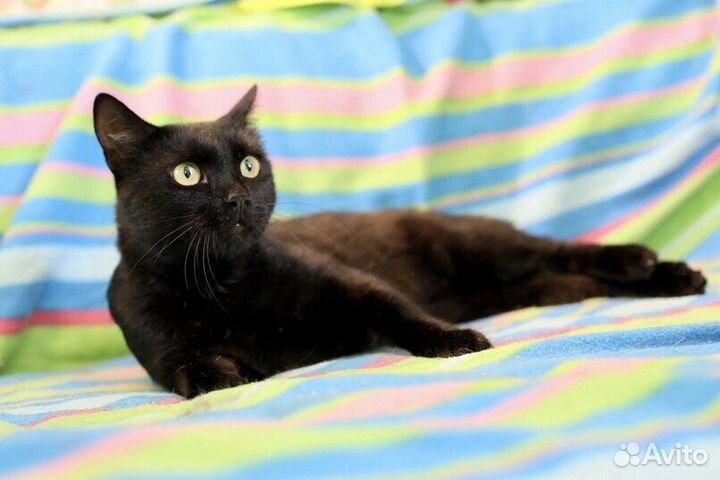 Гуддини - красавец в дар