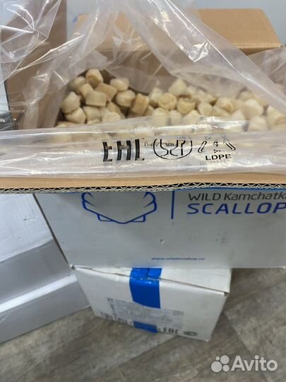 Морской гребешок