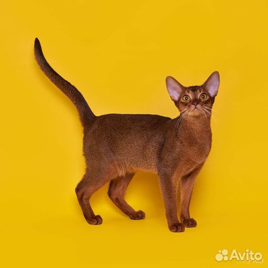 Абиссинские котята