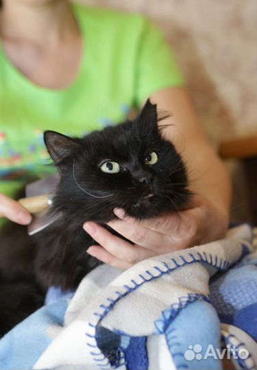 Чёрная Принцесса