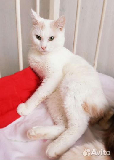 Молодой котик ищет дом