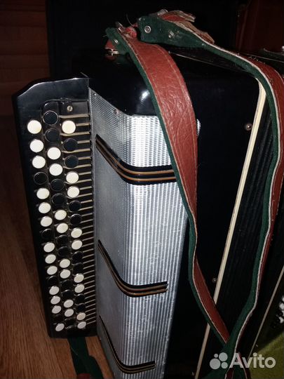 Баян вологодский