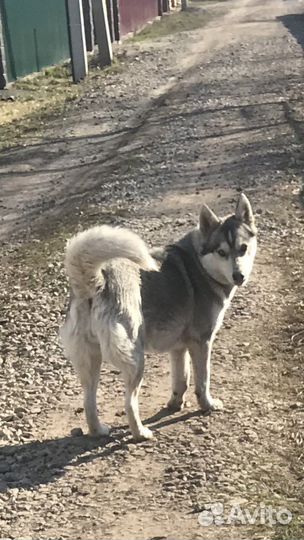 Отдам бесплатно