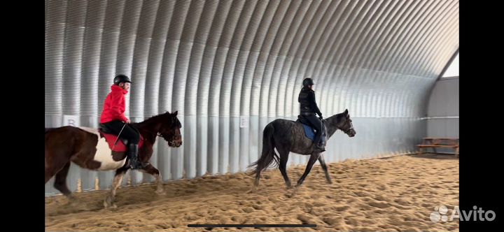 Конные прогулки