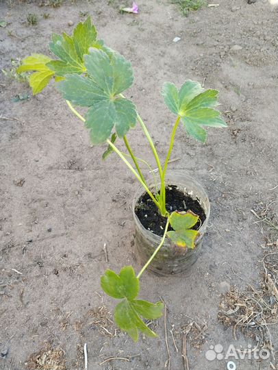 Многолетние цветы