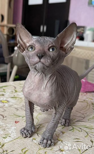 Котята сфинксы