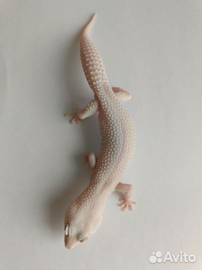 Геккон эублефар