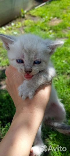 Котята в добрые руки бесплатно коты