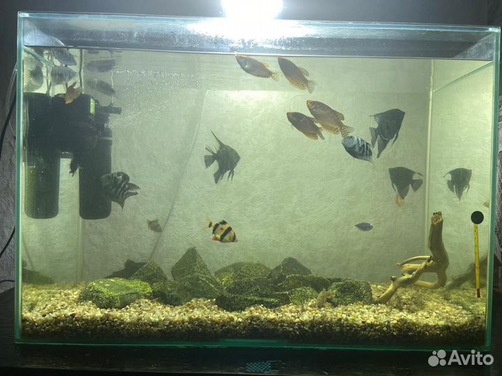 Аквариум